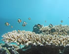 珊瑚礁